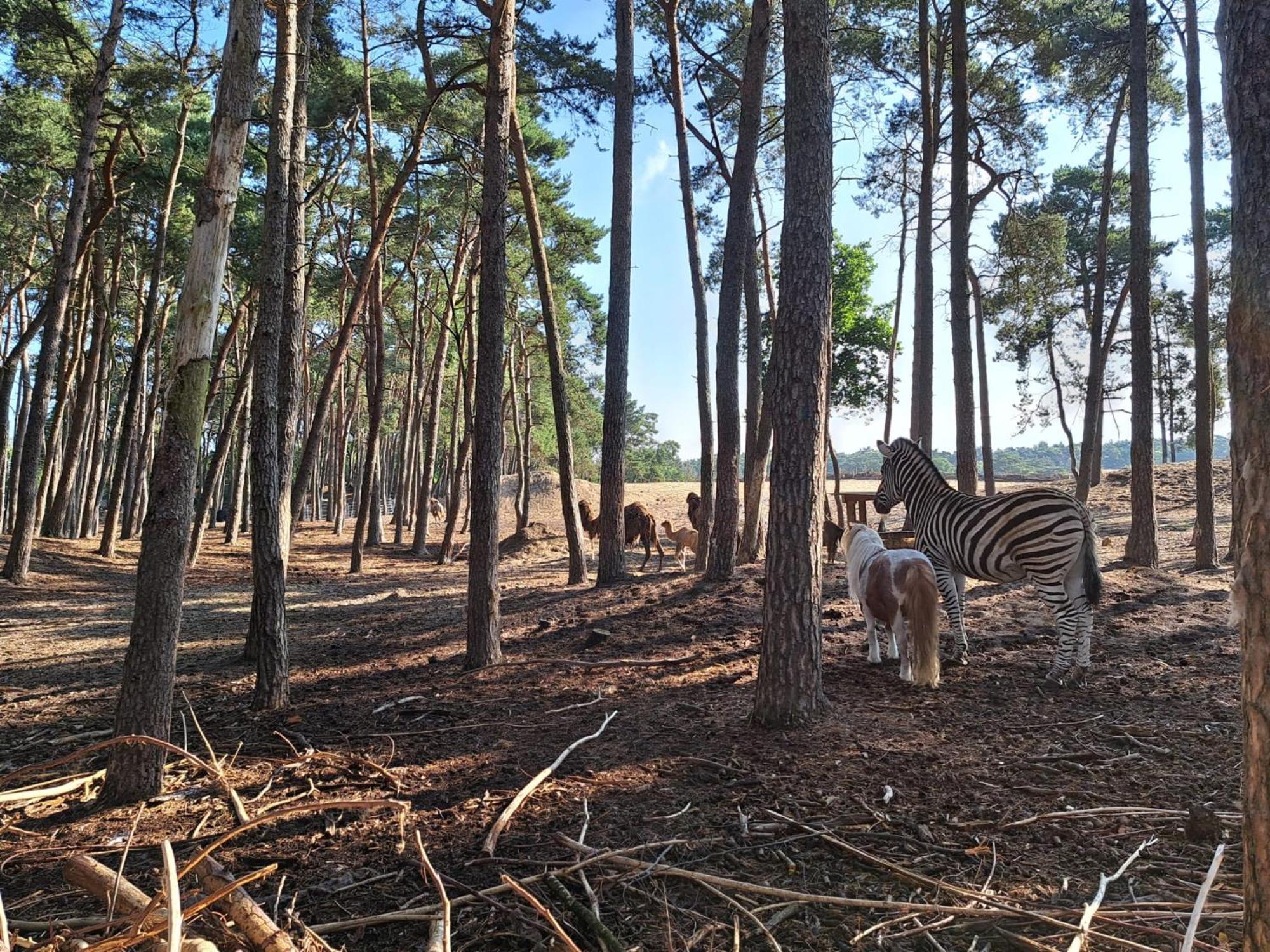 Ruim Chalet, Midden In Het Bos! 宁斯佩特 外观 照片