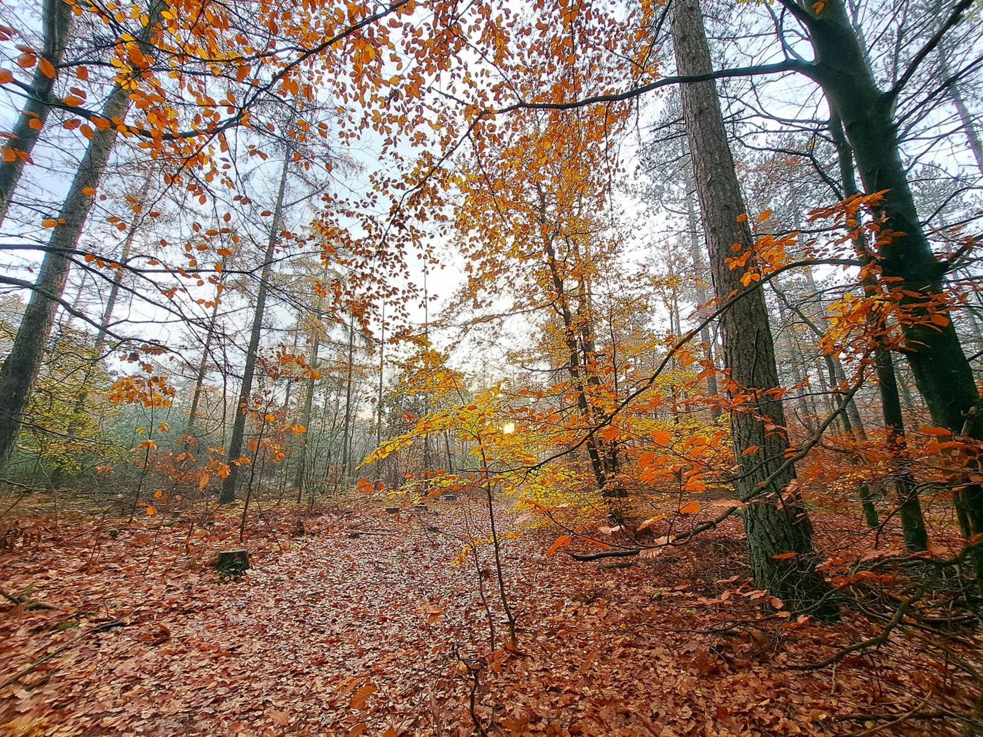 Ruim Chalet, Midden In Het Bos! 宁斯佩特 外观 照片